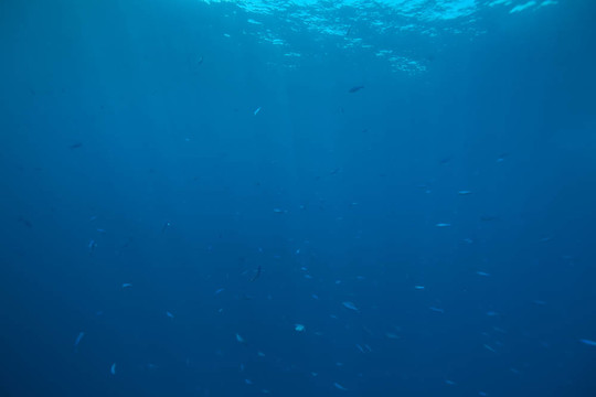 海洋和魚
