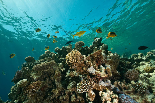 珊瑚；海洋和魚類