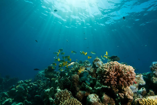 珊瑚；海洋和魚類