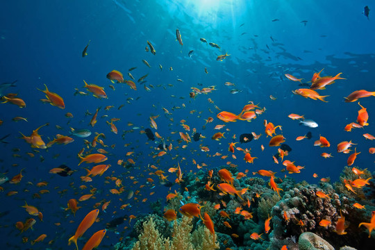 珊瑚；海洋和魚類