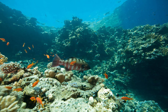 珊瑚；海洋和魚類