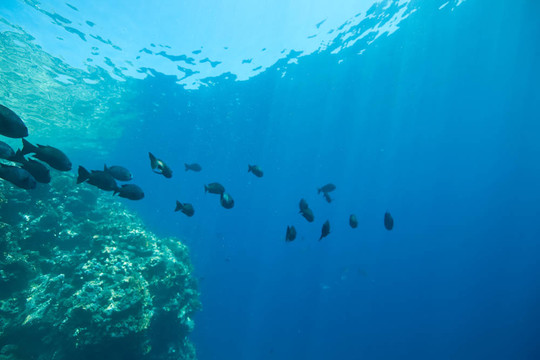 珊瑚；海洋和魚(yú)類(lèi)