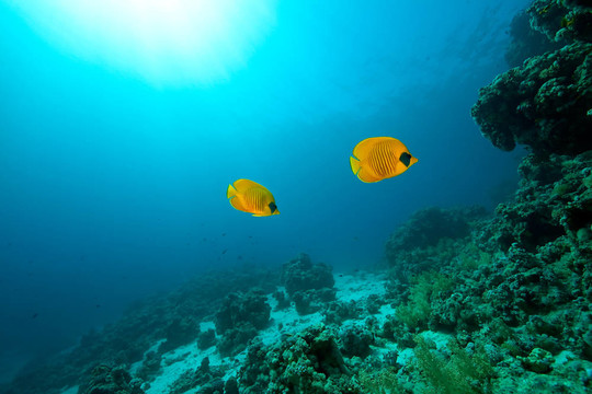 蒙面的蝴蝶魚