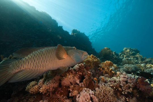珊瑚海和Napoleon wrasse；