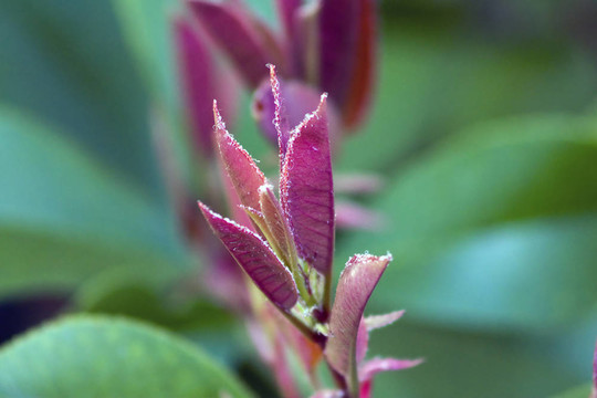 充滿活力的植物