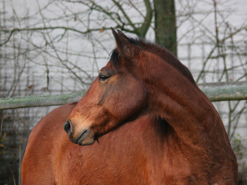 馬