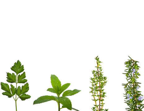 草本植物