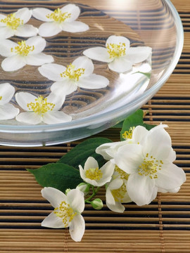 系列花卉：鮮茉莉科