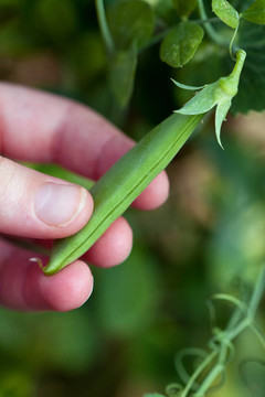 成熟的豌豆植物準(zhǔn)備采摘