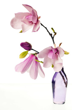 簡花玉蘭