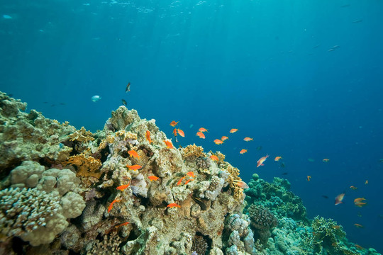 珊瑚；海洋和魚類