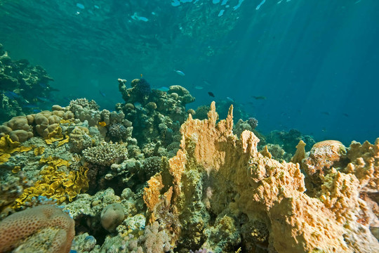 珊瑚；海洋和魚類