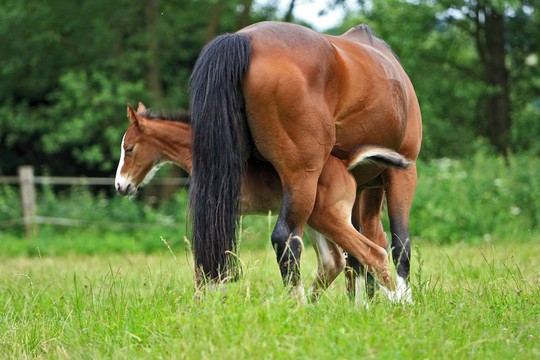 小馬駒