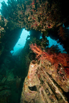 珊瑚在thistlegorm