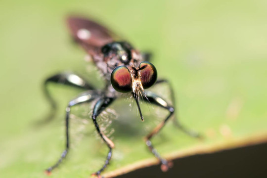 predatorfly特寫一片葉子上