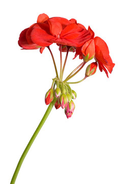 天竺葵開花