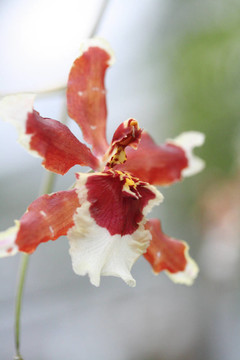蘭花