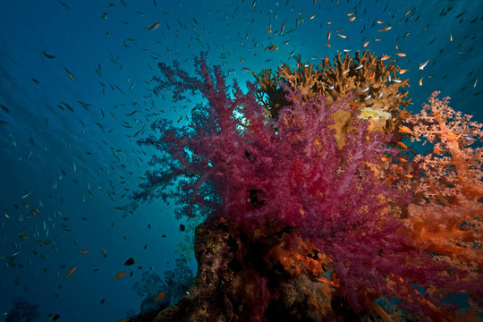珊瑚和魚