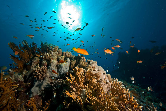 海洋；太陽和魚