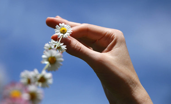 雛菊
