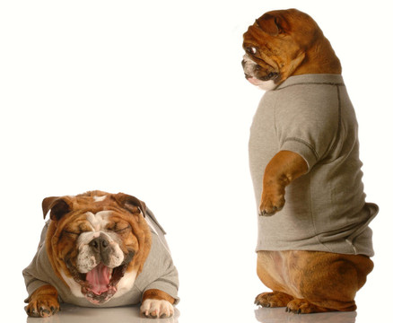 斗牛犬欺