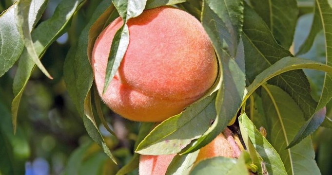 桃樹上的桃子