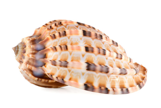 海貝殼