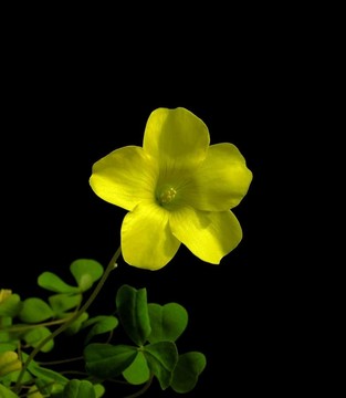 黃色的酢漿草- Oxalis dentata