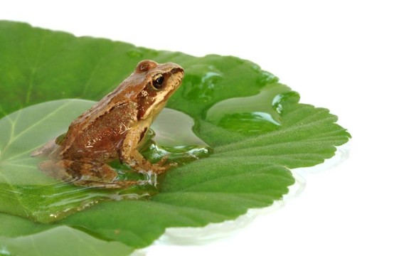 葉上的青蛙