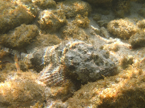 海底的魚