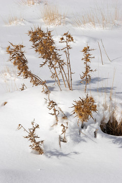 雪薊
