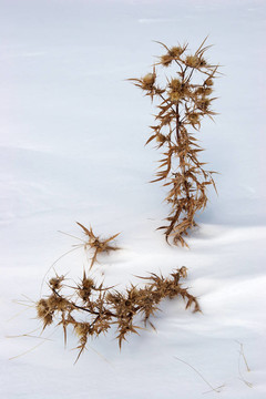 干枯的薊雪