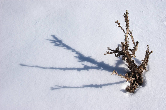 干枯的薊影雪