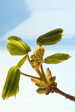 花栗