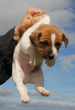 小狗jack russel梗