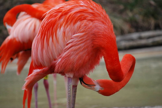火烈鳥(niǎo)