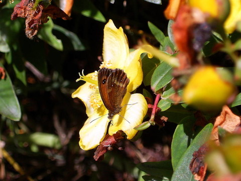 看門人蝶；Pyronia tithonus