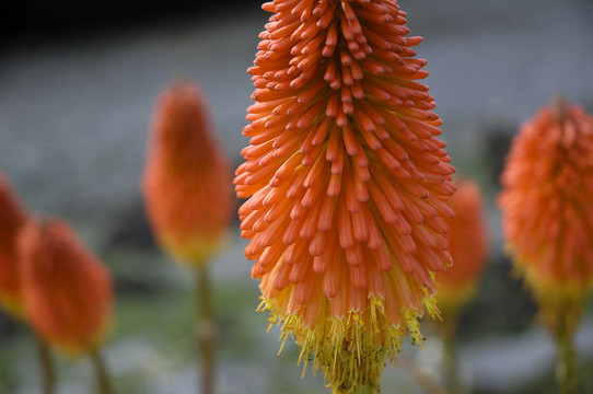 火炬花火紅的撲克