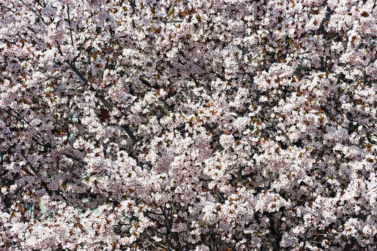 櫻花