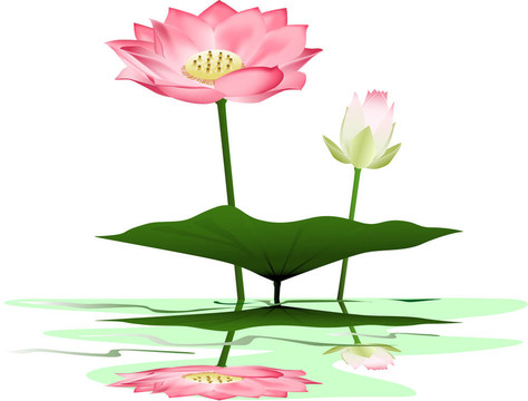 蓮花