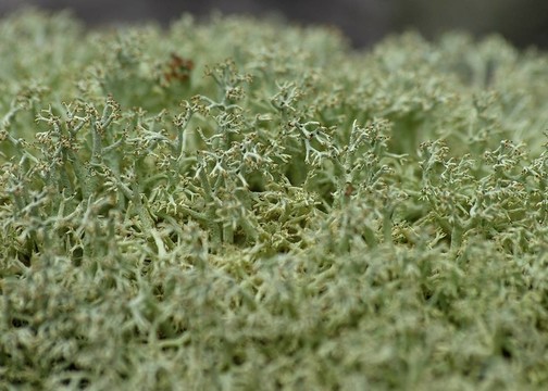 地毯Lichen