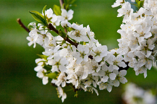 櫻花