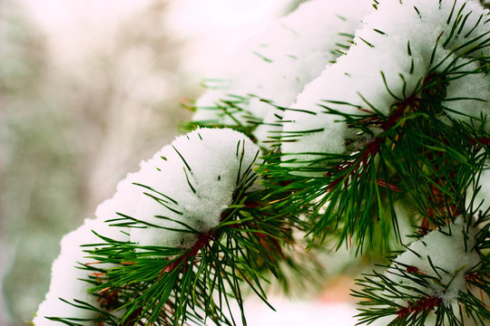 雪中松支