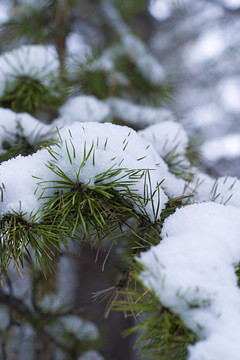 雪中松支