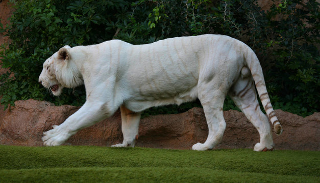 Tiger White的形象