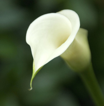 Calla Lily開花