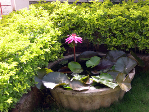 蓮花1