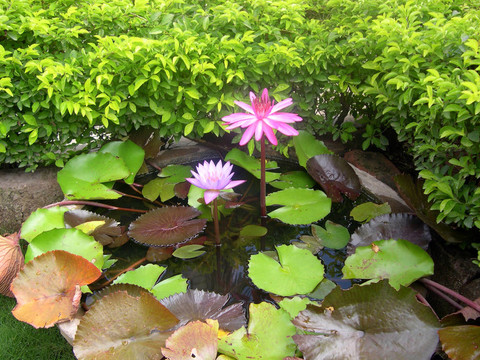 蓮花8