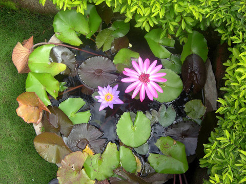 蓮花11