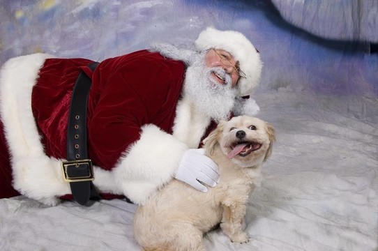 Santa和小狗